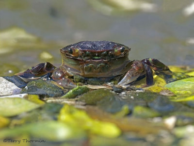 Purple Shore Crab 1c.jpg