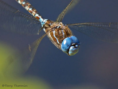 Rhionaeschna multicolor Blue-eyed Darner in flight 8b.jpg