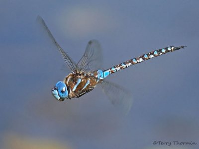 Rhionaeschna multicolor Blue-eyed Darner in flight 9a.jpg
