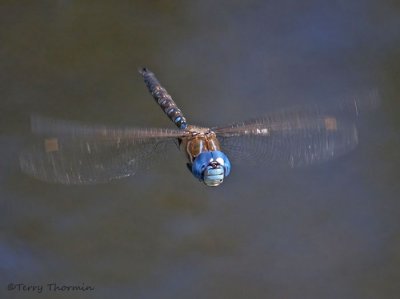 Rhionaeschna multicolor Blue-eyed Darner in flight 12a.jpg