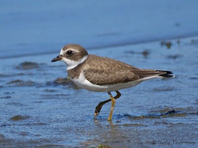 Semipalmated Plover 11a.jpg