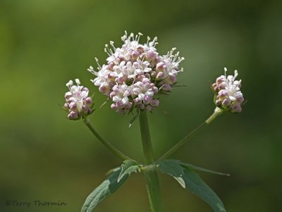 Valeriana sitchensis Sitka Valerian 1a.jpg