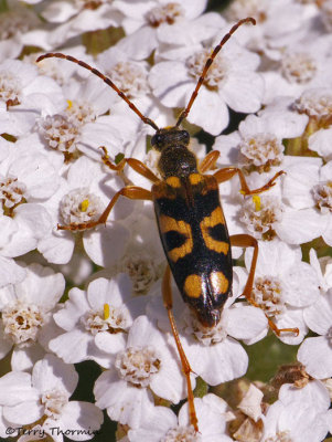 Xestoleptura sp. Long-horned Beetle A1a.jpg