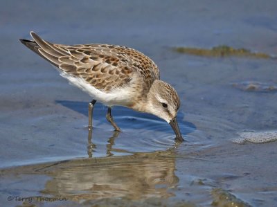 Western Sandpiper 16a.jpg