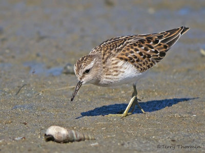 Least Sandpiper 18a.jpg