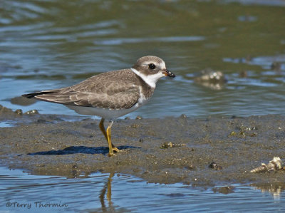 Semipalmated Plover juvenile 4a.jpg