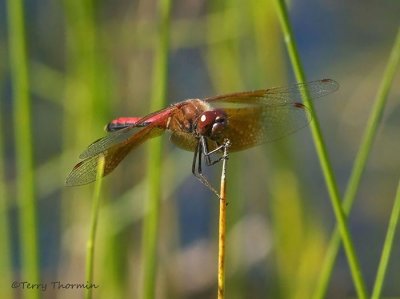 Sympetrum semicinctum Band-winged Meadowhawk 1c.jpg