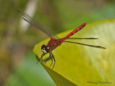 Sympetrum obtrusum White-faced Meadowhawk 5a.jpg