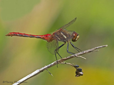 Sympetrum pallipes Striped Meadowhawk 13a.jpg