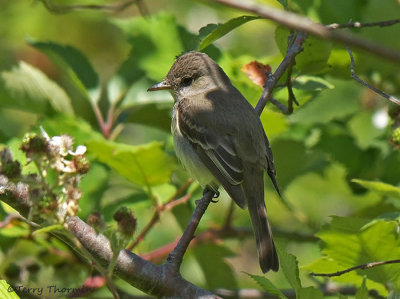 Flycatchers