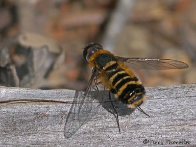 Bee Flies - Bombyliidae of B.C.