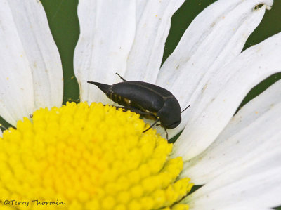 Tumbling Flower Beetle 4b.jpg