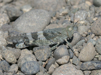 Trimerotropis sp. probably pallidipennis - Pallid-winged Grasshopper A12a.jpg
