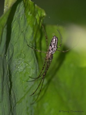 Tetragnatha sp. Long-jawed Spider A1a.jpg