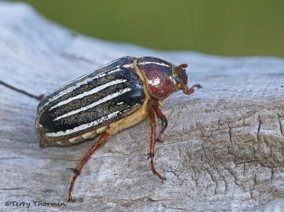 Scarab Beetles - Scarabaeidae of B.C.