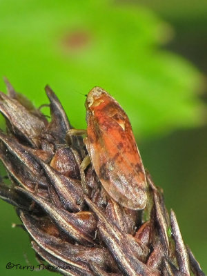 Froghoppers and Spittlebugs - Cercopidaqe of B.C.