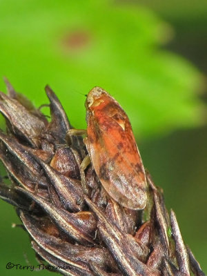 Philaenus spumarius - Meadow Spittlebug 5b.jpg