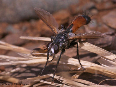 Parasitic Flies - Tachinidae of B.C.