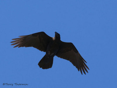 Common Raven 9a.jpg