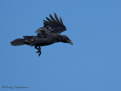 Common Raven 8a.jpg