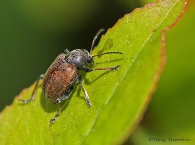 Leaf Beetles - Chrysomelidae of B,C,