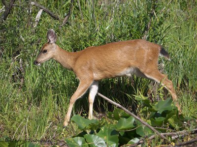 Black-tailed Deer doe 4.jpg