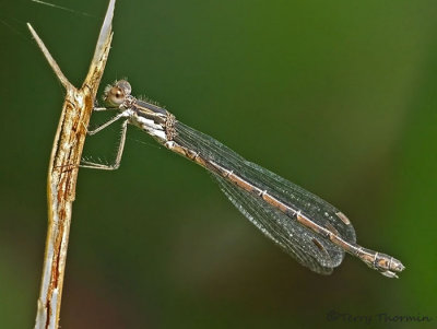Lestes congener - Spotted Spreadwing 5a.jpg