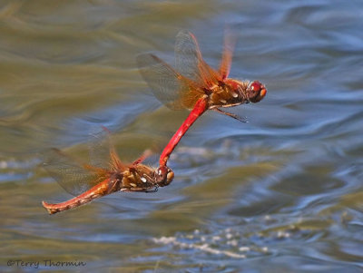Sympetrum illotum - Cardinal Meadowhawks flying in tandem 16a.jpg