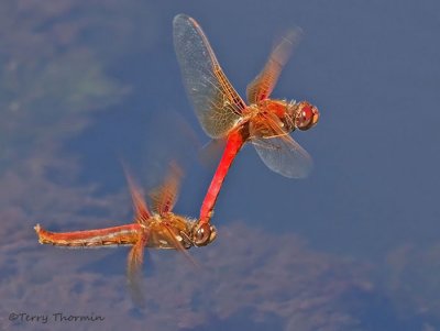 Sympetrum illotum - Cardinal Meadowhawks flying in tandem 15a.jpg