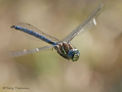 Aeshna palmata Paddle-tailed Darner in flight 23a.jpg