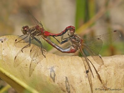 Sympetrum pallipes Striped Meadowhawks mating 2a.jpg
