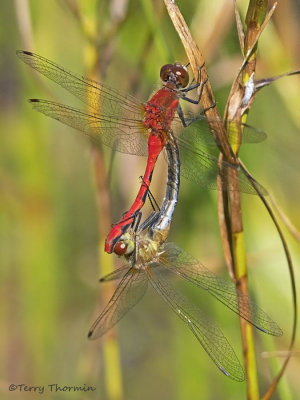 Sympetrum obtrusum White-faced Meadowhawks mating 1a.jpg