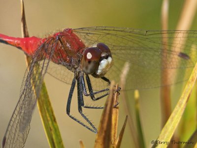 Sympetrum obtrusum White-faced Meadowhawk 10b.jpg