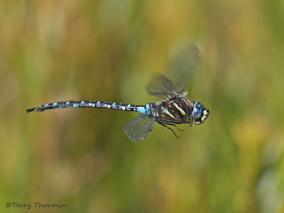 Dragonflies in Flight