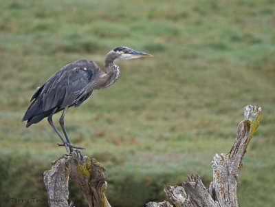 Great Blue Heron 22a.jpg