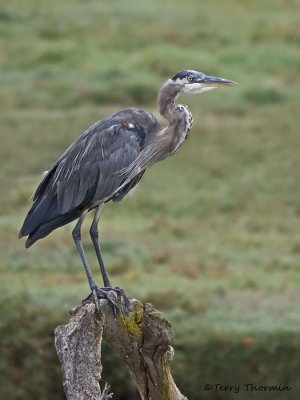 Great Blue Heron 23c.jpg