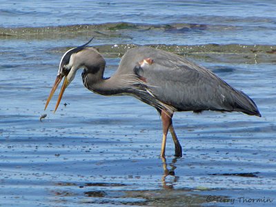 Great Blue Heron 14a.jpg