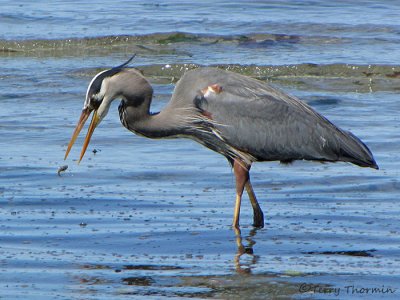 Great Blue Heron 14a.jpg