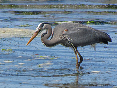 Great Blue Heron 17a.jpg