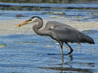 Great Blue Heron 18a.jpg