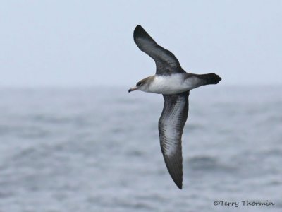 Pink-footed Shearwater in flight 4a.jpg