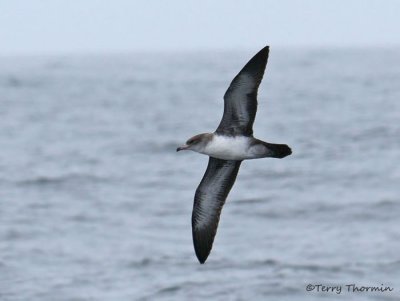 Pink-footed Shearwater in flight 1a.jpg