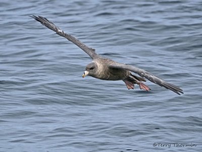 Northern Fulmar in flight 2a.jpg