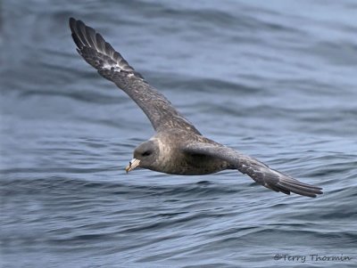 Northern Fulmar in flight 1a.jpg