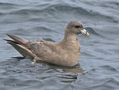 Northern Fulmar 1a.jpg