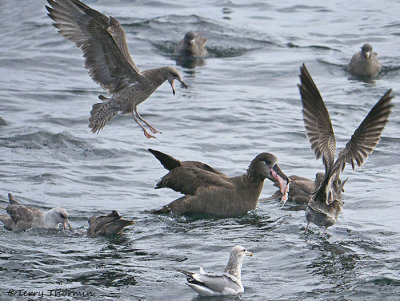 Black-footed Albatross Northern Fulmars and gulls chumming 1a.jpg