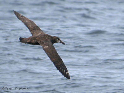 Black-footed Albatross in flight 7a.jpg