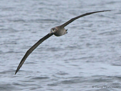 Black-footed Albatross in flight 4a.jpg