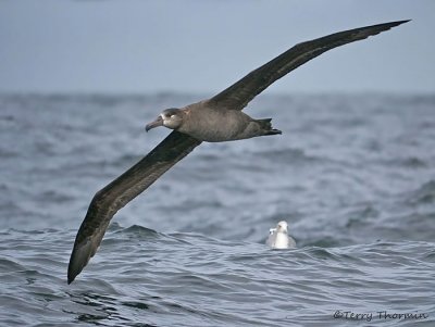 Black-footed Albatross in flight 1a.jpg