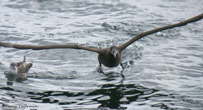 Black-footed Albatross taking off 2b.jpg